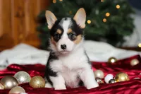 Angel, a female Pembroke Welsh Corgi for sale in Dundee, OH – Photo 2 of 7