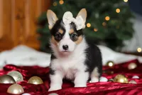 Angel, a female Pembroke Welsh Corgi for sale in Dundee, OH – Photo 7 of 7