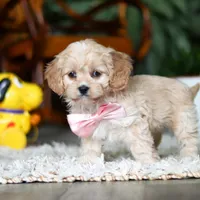 Rhonda, a female Cavapoo for sale in Dundee, OH – Photo 4 of 6