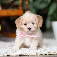 Rhonda, a female Cavapoo for sale in Dundee, OH – Photo 1 of 6