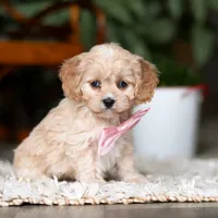 Rhonda, a female Cavapoo for sale in Dundee, OH – Photo 5 of 6