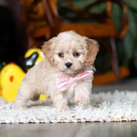 Rhonda, a female Cavapoo for sale in Dundee, OH – Photo 6 of 6