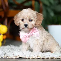 Rhonda, a female Cavapoo for sale in Dundee, OH – Photo 3 of 6