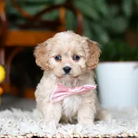 Rhonda, a female Cavapoo for sale in Dundee, OH – Photo 2 of 6
