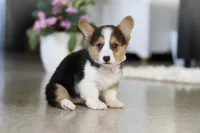 Princess, a female Pembroke Welsh Corgi for sale in Dundee, OH – Photo 2 of 10