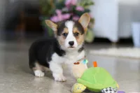 Princess, a female Pembroke Welsh Corgi for sale in Dundee, OH – Photo 8 of 10