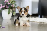 Princess, a female Pembroke Welsh Corgi for sale in Dundee, OH – Photo 5 of 10
