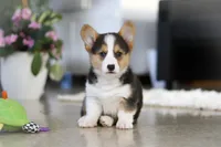 Princess, a female Pembroke Welsh Corgi for sale in Dundee, OH – Photo 3 of 10