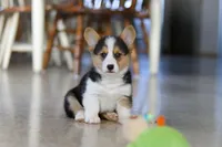 Princess, a female Pembroke Welsh Corgi for sale in Dundee, OH – Photo 6 of 10