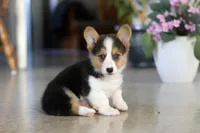 Princess, a female Pembroke Welsh Corgi for sale in Dundee, OH – Photo 7 of 10