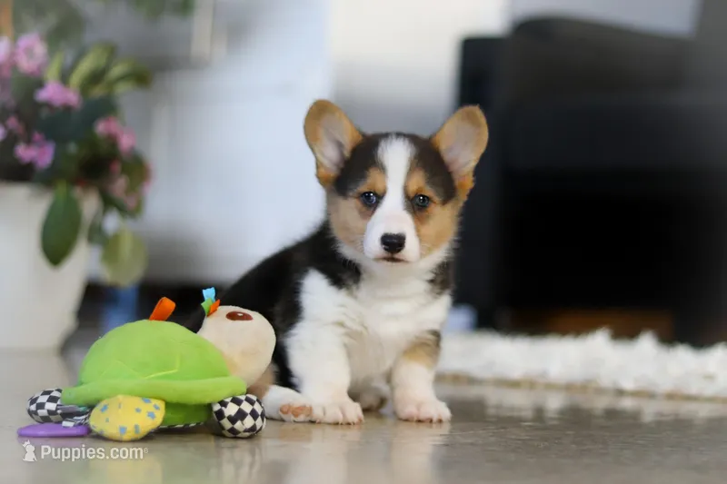 Princess, a female Pembroke Welsh Corgi for sale in Dundee, OH – Photo 1 of 10