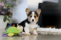 Princess, a female Pembroke Welsh Corgi for sale in Dundee, OH – Photo 1 of 10
