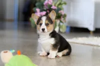 Princess, a female Pembroke Welsh Corgi for sale in Dundee, OH – Photo 9 of 10