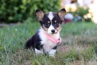 Sophia, a female Pembroke Welsh Corgi for sale in Dundee, OH – Photo 7 of 9
