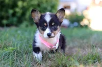 Sophia, a female Pembroke Welsh Corgi for sale in Dundee, OH – Photo 6 of 9