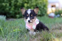 Sophia, a female Pembroke Welsh Corgi for sale in Dundee, OH – Photo 8 of 9