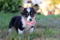 Sophia, a female Pembroke Welsh Corgi for sale in Dundee, OH – Photo 1 of 9