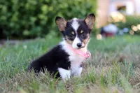 Sophia, a female Pembroke Welsh Corgi for sale in Dundee, OH – Photo 9 of 9