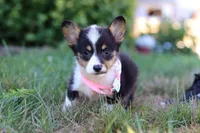 Sophia, a female Pembroke Welsh Corgi for sale in Dundee, OH – Photo 4 of 9