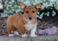 Ginger, a female Pembroke Welsh Corgi for sale in Dundee, OH – Photo 3 of 6