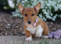 Ginger, a female Pembroke Welsh Corgi for sale in Dundee, OH – Photo 6 of 6
