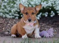 Ginger, a female Pembroke Welsh Corgi for sale in Dundee, OH – Photo 2 of 6