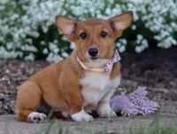 Ginger, a female Pembroke Welsh Corgi for sale in Dundee, OH – Photo 4 of 6