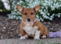 Ginger, a female Pembroke Welsh Corgi for sale in Dundee, OH – Photo 1 of 6