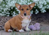 Ginger, a female Pembroke Welsh Corgi for sale in Dundee, OH – Photo 5 of 6