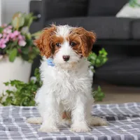 Rusty, a male Cavapoo for sale in Dundee, OH – Photo 4 of 6