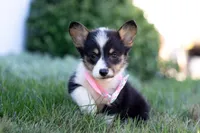 Sophia, a female Pembroke Welsh Corgi for sale in Dundee, OH – Photo 3 of 9