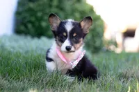 Sophia, a female Pembroke Welsh Corgi for sale in Dundee, OH – Photo 5 of 9