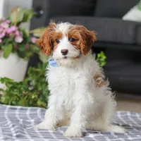 Rusty, a male Cavapoo for sale in Dundee, OH – Photo 5 of 6