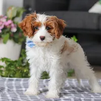 Rusty, a male Cavapoo for sale in Dundee, OH – Photo 1 of 6