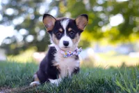 Queenie, a female Pembroke Welsh Corgi for sale in Dundee, OH – Photo 3 of 9