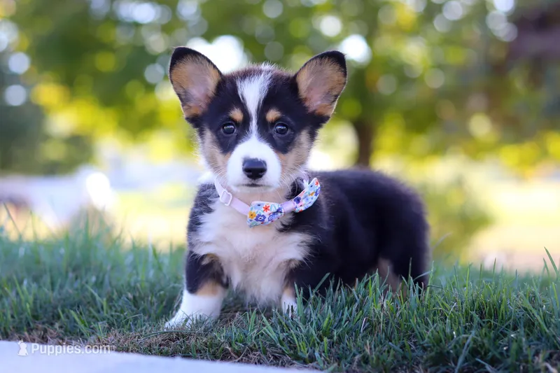 Queenie, a female Pembroke Welsh Corgi for sale in Dundee, OH – Photo 1 of 9