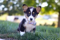 Queenie, a female Pembroke Welsh Corgi for sale in Dundee, OH – Photo 7 of 9