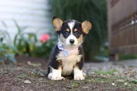 Queenie, a female Pembroke Welsh Corgi for sale in Dundee, OH – Photo 9 of 9