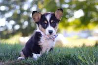 Queenie, a female Pembroke Welsh Corgi for sale in Dundee, OH – Photo 4 of 9