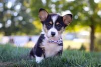 Queenie, a female Pembroke Welsh Corgi for sale in Dundee, OH – Photo 5 of 9