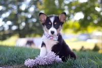 Queenie, a female Pembroke Welsh Corgi for sale in Dundee, OH – Photo 8 of 9