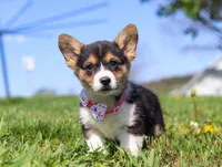 Dena, a female Pembroke Welsh Corgi for sale in Dundee, OH – Photo 9 of 9