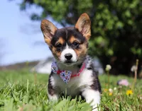 Dena, a female Pembroke Welsh Corgi for sale in Dundee, OH – Photo 4 of 9
