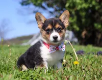Dena, a female Pembroke Welsh Corgi for sale in Dundee, OH – Photo 7 of 9