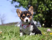 Dena, a female Pembroke Welsh Corgi for sale in Dundee, OH – Photo 1 of 9