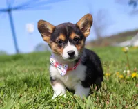 Dena, a female Pembroke Welsh Corgi for sale in Dundee, OH – Photo 2 of 9