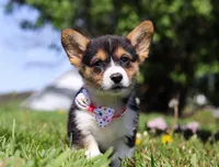 Dena, a female Pembroke Welsh Corgi for sale in Dundee, OH – Photo 3 of 9