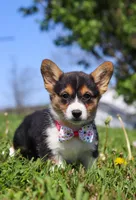 Dena, a female Pembroke Welsh Corgi for sale in Dundee, OH – Photo 6 of 9