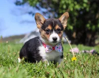 Dena, a female Pembroke Welsh Corgi for sale in Dundee, OH – Photo 8 of 9