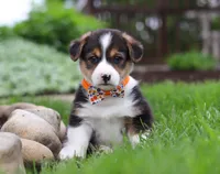 George, a male Pembroke Welsh Corgi for sale in Dundee, OH – Photo 2 of 3